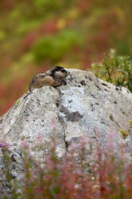 Hoary Marmot