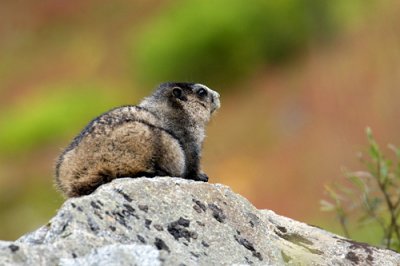 Hoary Marmot