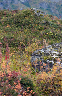 Fall Colors