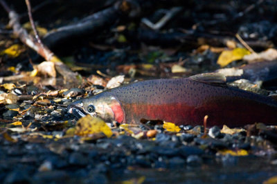 Spawning Coho Salmon