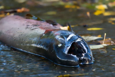 Spawning Coho Salmon