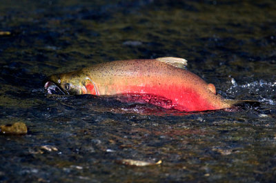 Spawning Coho Salmon