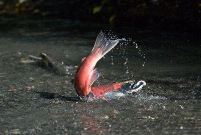 Spawning Coho Salmon