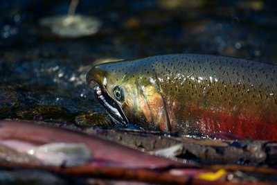 Spawning Coho Salmon