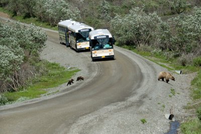 Grizzly with cubs