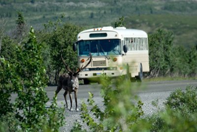 Caribou