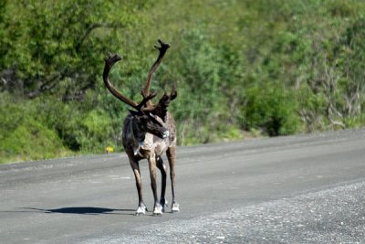 Caribou
