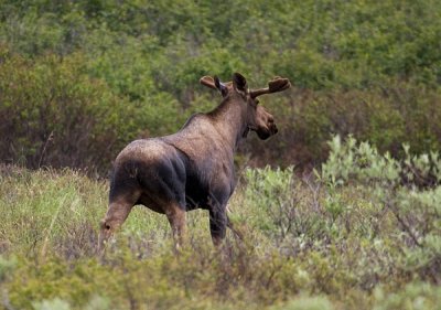 Bull Moose