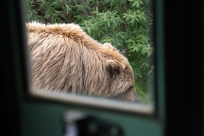 Grizzly At The Bus Door