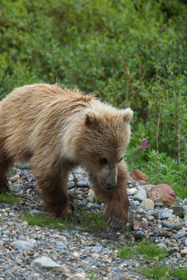 Grizzly Cub