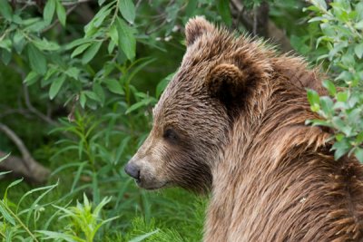 Grizzly Cub