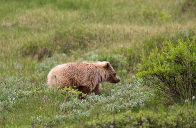 Grizzly