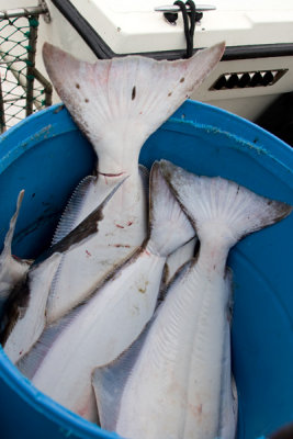 Halibut Fishing