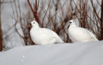 Ptarmigan