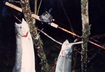Winter Steelhead With Custom Lamiglas Rod