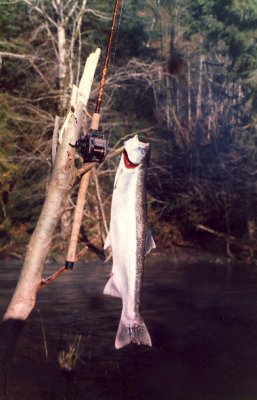 Winter Steelhead