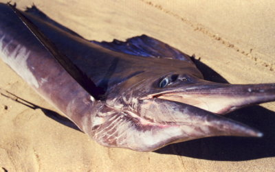 Mark's Sail Fish