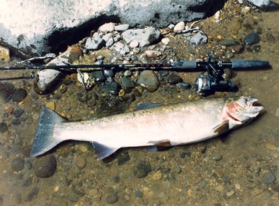 Tom's Summer Steelhead