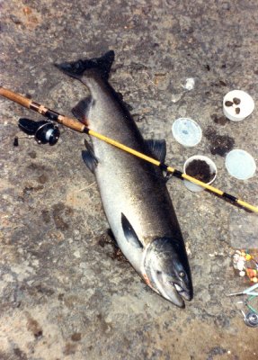 28lb Spring Chinook