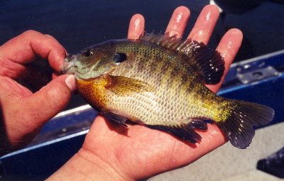 Sunfish