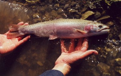 Lahontan Cutthroat Trout