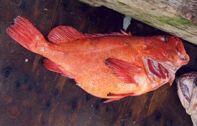 Large Yellow Eye