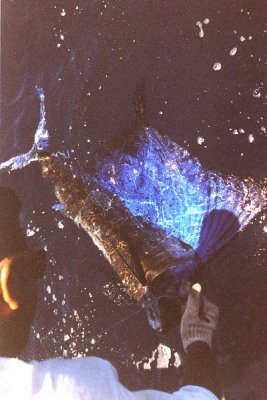 Releasing My 120-Pound Sailfish