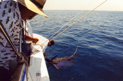 My First Sailfish