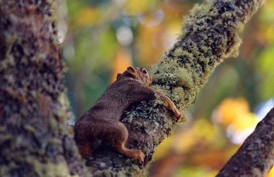 Tree Hugger