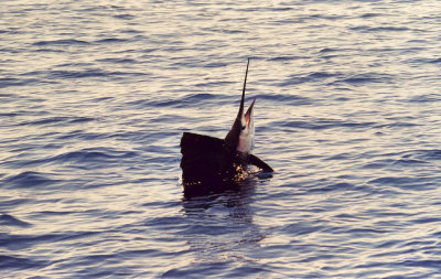 Sailfish