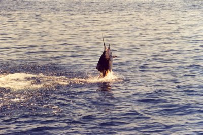 scan0001.jpg
