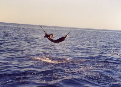 scan0002.jpg
