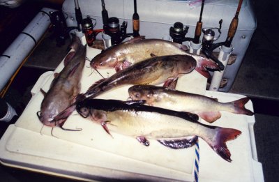 scan0006.jpg