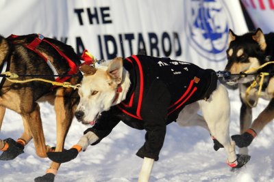 Iditarod Photos - 2008