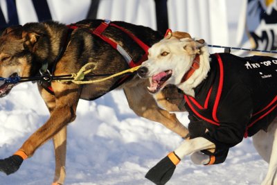 Iditarod Photos - 2008