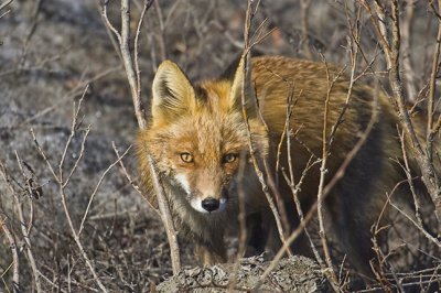 Red Fox