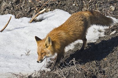 Red Fox
