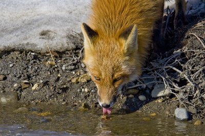 Red Fox
