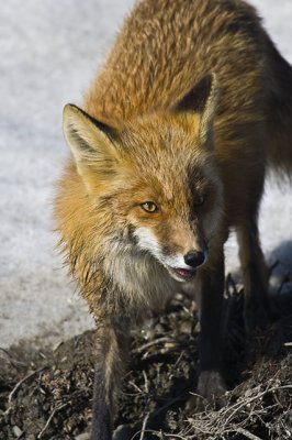 Red Fox