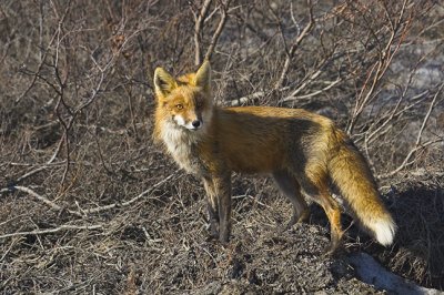 Red Fox