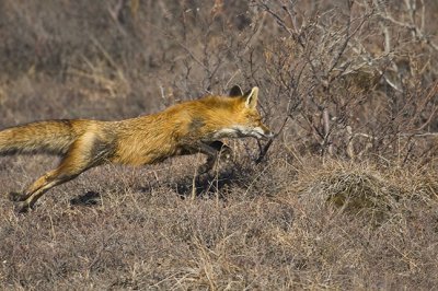 Red Fox