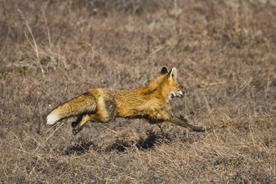 Red Fox