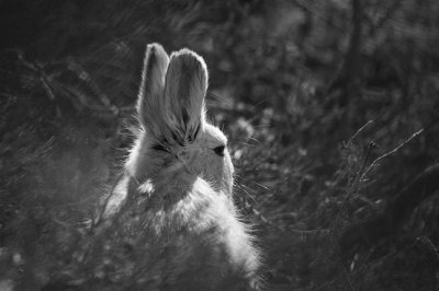 Snowshoe Hare