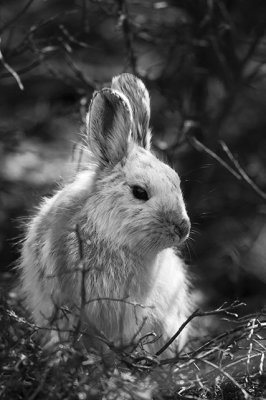 Snowshoe Hare