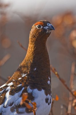 Ptarmigan