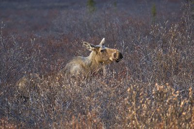 Cow Moose