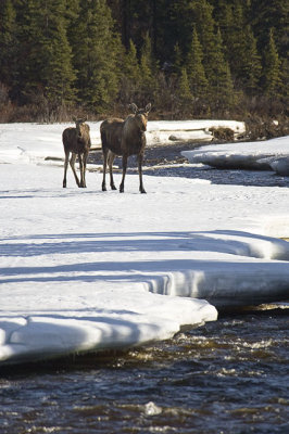Cow Moose And Calf