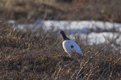 Ptarmigan