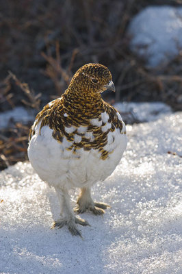Ptarmigan