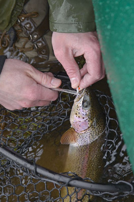 Catch And Release Rainbow